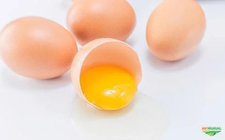 Ovos de Galinha Caipira Orgânicos Qualidade Garantida