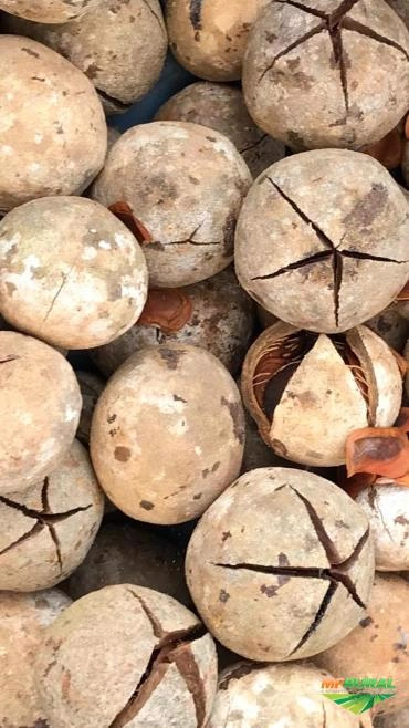 Sementes de Mogno Africano (Khaya Grandifoliola) Imagem Sementes de Mogno Africano (Khaya Grandifoliola)