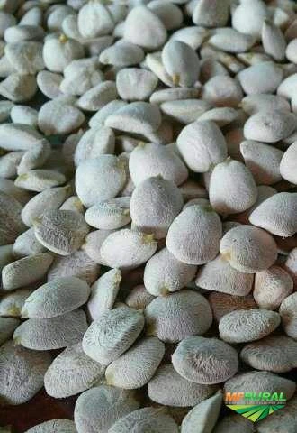 1000 sementes de nozes da india selecionadas e branquinhas por apenas R$ 299,90