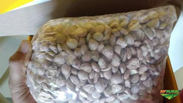 1 quilo de nozes da índia selecionadas c/ casquinha por apenas R$300 reais