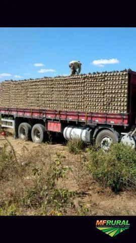 Abacaxi Pérola Direito do Produtor