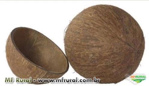 Compro Casca de coco seco para tigela