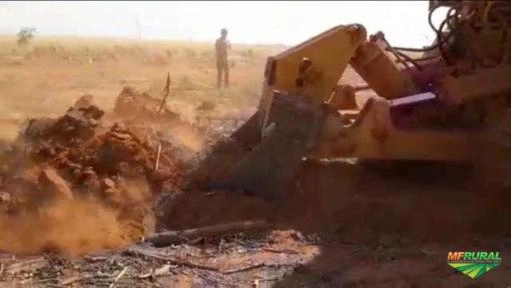 Destoca de Eucalipto Imagem Destoca de Eucalipto