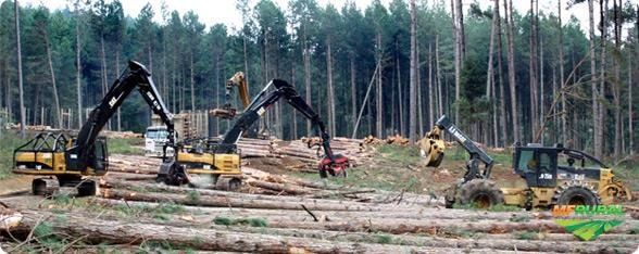 Locação de Máquinas Florestais e Carretas Piso Móvel e Serviços Florestais Cavacos de Eucalipto