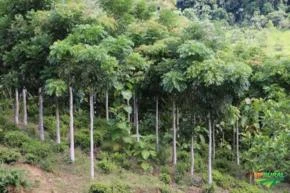 Plantio de Floresta - Reflorestamento
