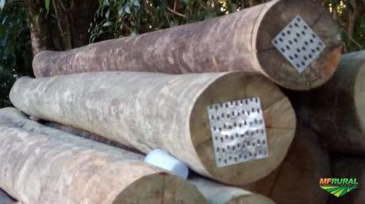 Palanques novos de eucalipto tratado Imagem Palanques novos de eucalipto tratado
