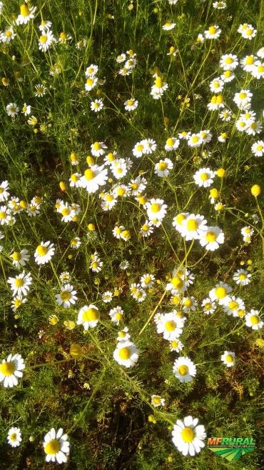 FORNECEMOS ERVAS, CONDIMENTOS E ESPECIARIAS PARA TODO BRASIL E EXPORTAÇÃO À GRANEL E FRACIONADO Imagem FORNECEMOS ERVAS, CONDIMENTOS E ESPECIARIAS PARA TODO BRASIL E EXPORTAÇÃO À GRANEL E FRACIONADO