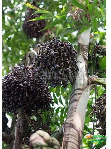 Imagem Mudas de Açai Anão Imagem Mudas de Açai Anão