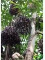 Mudas de Açai Anão Imagem Mudas de Açai Anão