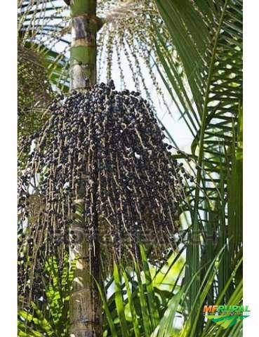 Imagem Mudas de Açai Anão Imagem Mudas de Açai Anão