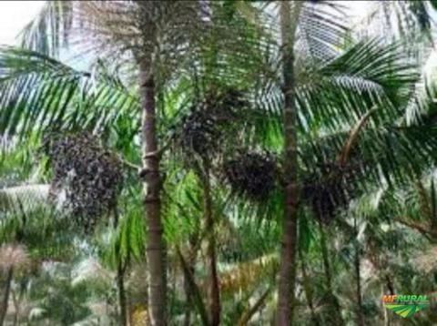 Imagem Mudas de Açai Anão Imagem Mudas de Açai Anão