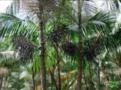 Mudas de Açai Anão Imagem Mudas de Açai Anão