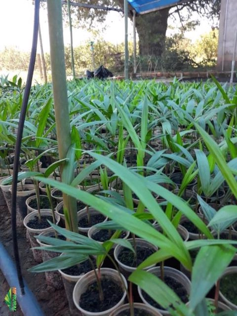 Imagem Mudas de Açai Anão Imagem Mudas de Açai Anão