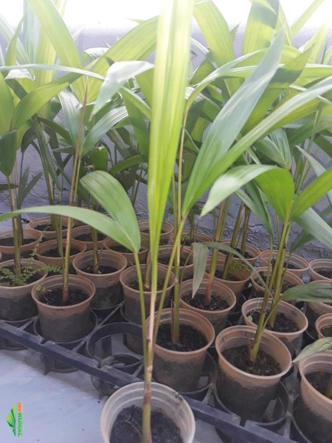 Mudas de Açai Anão Imagem Mudas de Açai Anão