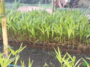 Imagem Mudas de Açai Anão Imagem Mudas de Açai Anão