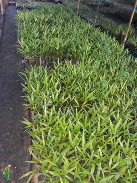 Imagem Mudas de Açai Anão Imagem Mudas de Açai Anão