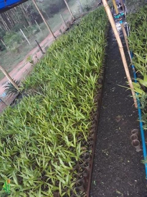 Imagem Mudas de Açai Anão Imagem Mudas de Açai Anão