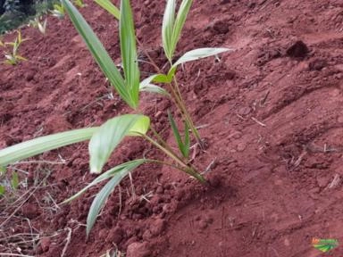 Imagem Mudas de Açai Anão Imagem Mudas de Açai Anão