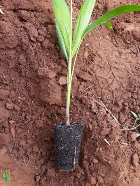 Imagem Mudas de Açai Anão Imagem Mudas de Açai Anão