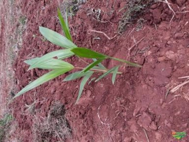 Imagem Mudas de Açai Anão Imagem Mudas de Açai Anão