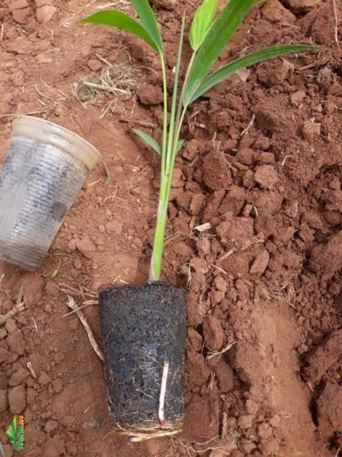 Imagem Mudas de Açai Anão Imagem Mudas de Açai Anão