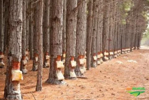 Procuro floresta de pinos pra extraçao de rezina