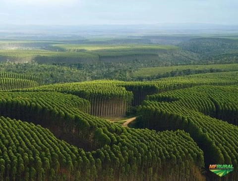 Compramos Floresta ou Fazenda de Eucaliptos e Outras / Vendemos toras eucalipto e pinus Imagem Compramos Floresta ou Fazenda de Eucaliptos e Outras / Vendemos toras eucalipto e pinus