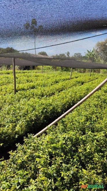 Mudas de Jabuticaba Imagem Mudas de Jabuticaba