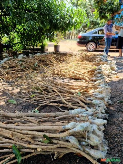 Alporque de Lichia Bengal Imagem Alporque de Lichia Bengal