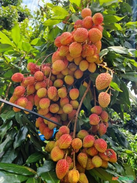 Imagem Alporque de Lichia Bengal Imagem Alporque de Lichia Bengal