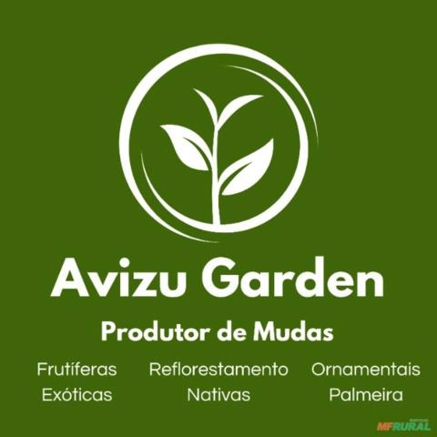 Imagem Alporque de Lichia Bengal Imagem Alporque de Lichia Bengal