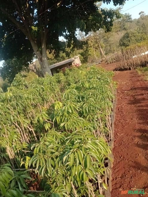 Muda de Lichia Kwai Mai Pink - Climas quentes. Imagem Muda de Lichia Kwai Mai Pink - Climas quentes.