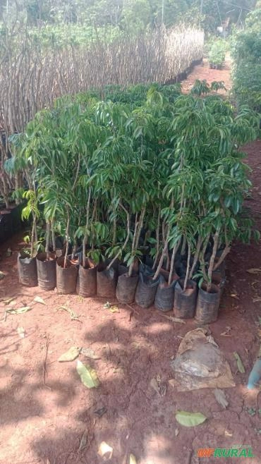 Imagem Muda de Lichia Kwai Mai Pink - Climas quentes. Imagem Muda de Lichia Kwai Mai Pink - Climas quentes.