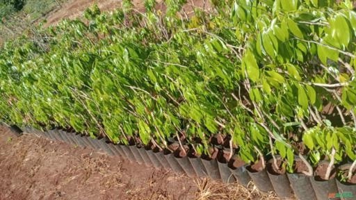 Muda de Lichia Bengal Imagem Muda de Lichia Bengal