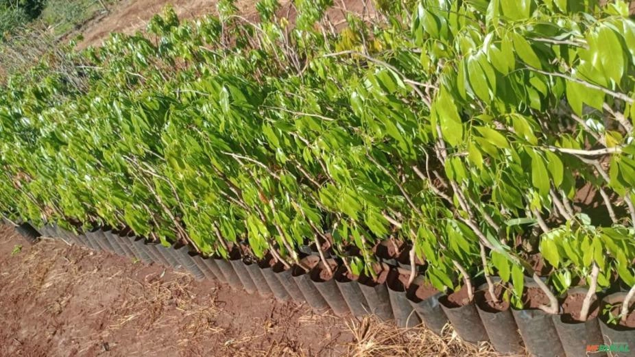 Muda de Lichia Bengal Imagem Muda de Lichia Bengal