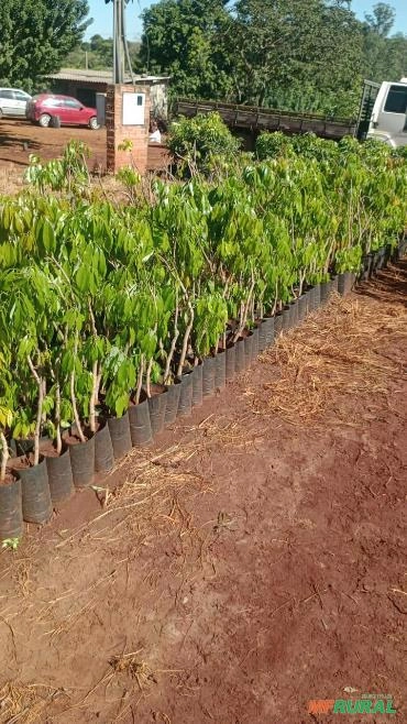 Imagem Muda de Lichia Bengal Imagem Muda de Lichia Bengal