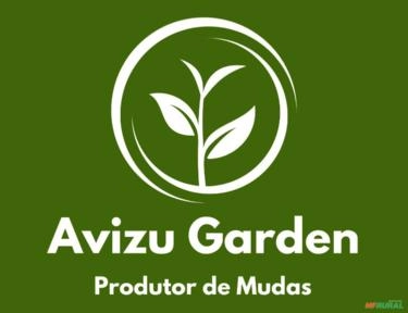 Imagem Muda de Lichia Bengal Imagem Muda de Lichia Bengal