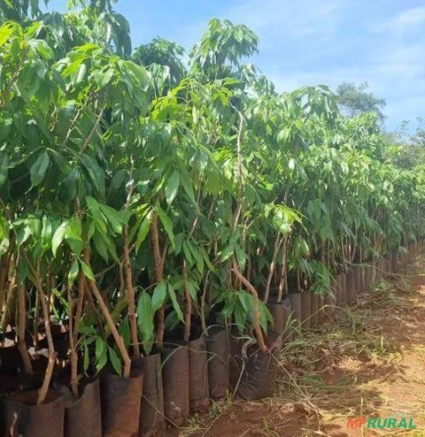 Imagem Muda de Lichia Bengal Imagem Muda de Lichia Bengal