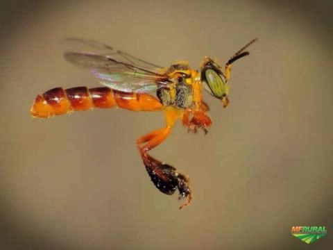 Procuro atrativo de Abelha sem ferrão? (jatai ou qualquer outra) Imagem Procuro atrativo de Abelha sem ferrão? (jatai ou qualquer outra)