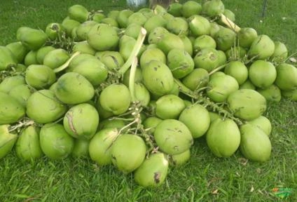 Coco Verde de 1º Qualidade Imagem Coco Verde de 1º Qualidade