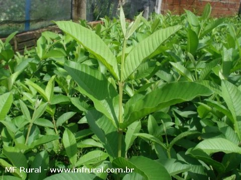 Mudas de Goiabeira Paluma Imagem Mudas de Goiabeira Paluma