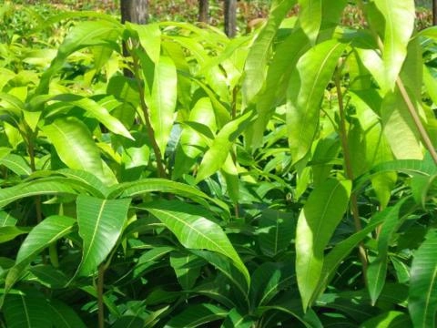 Mudas de Mangueira para Exportaçao Imagem Mudas de Mangueira para Exportaçao