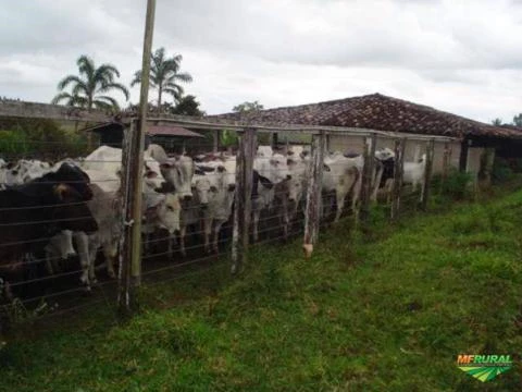 Fazenda Santa Verônica - Bahia/Laje - Aceitamos propostas!!