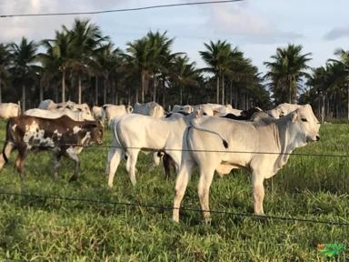 Fazenda Santa Verônica - Bahia/Laje - Aceitamos propostas!!