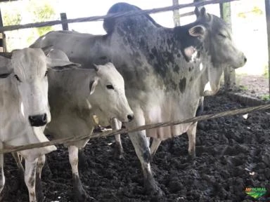 Fazenda Santa Verônica - Bahia/Laje - Aceitamos propostas!!