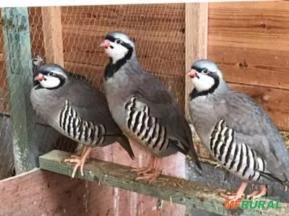 Perdiz Chukar