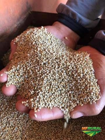 Semente de Milheto Imagem Semente de Milheto