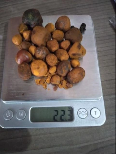 Imagem Compro pedra de fel bovina em bom estado de conservação.com extensivo Imagem Compro pedra de fel bovina em bom estado de conservação.com extensivo