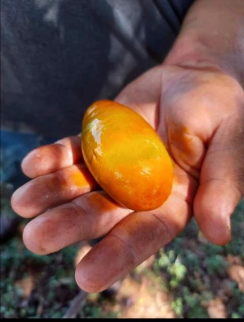 Imagem Compro pedra de fel bovina em bom estado de conservação.com extensivo Imagem Compro pedra de fel bovina em bom estado de conservação.com extensivo