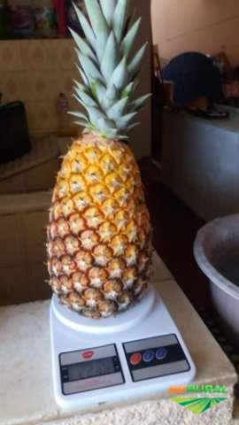 Abacaxi de Marataízes Imagem Abacaxi de Marataízes